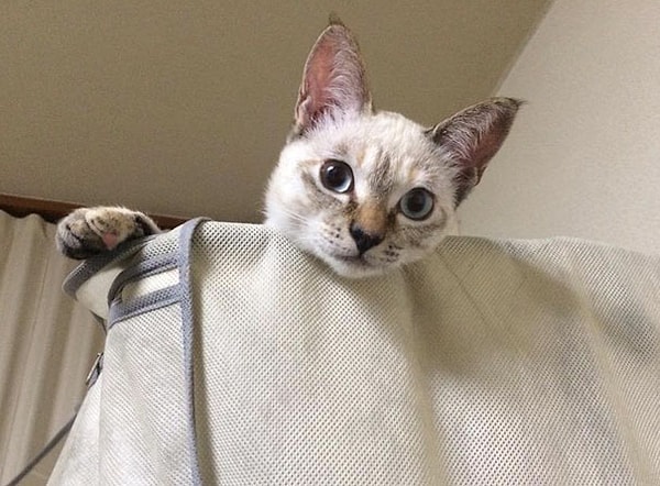 5. Теперь кошечке по имени Велл, уже 2,5 года