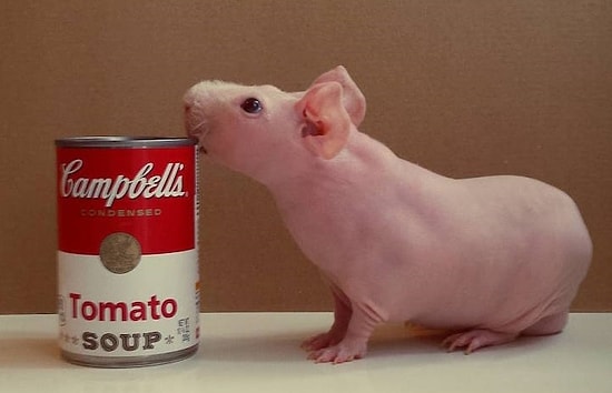 Безволосая морская свинка бьет рекорды няшности