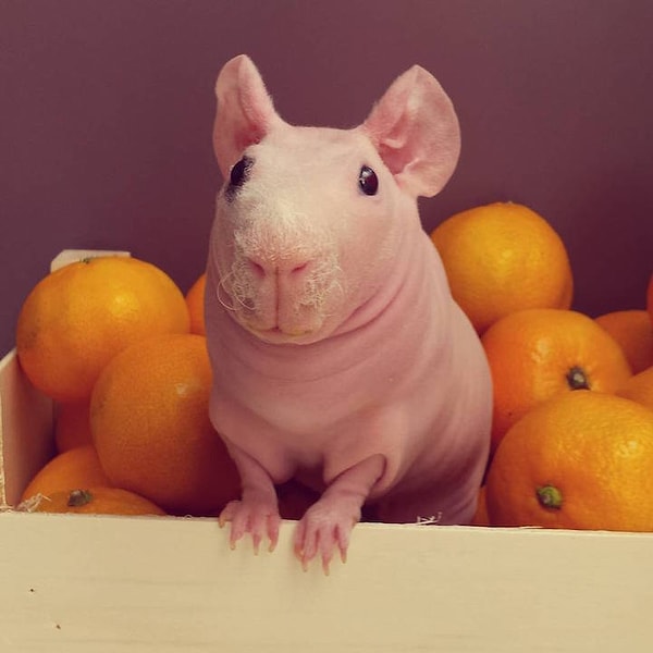 2. Пытается спрятаться среди мандаринов