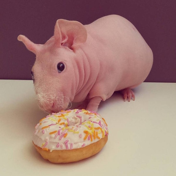 6. Людвик подозрительно относится к пончикам