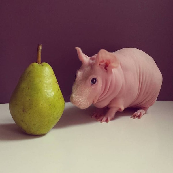 8. Людвик vs. груша