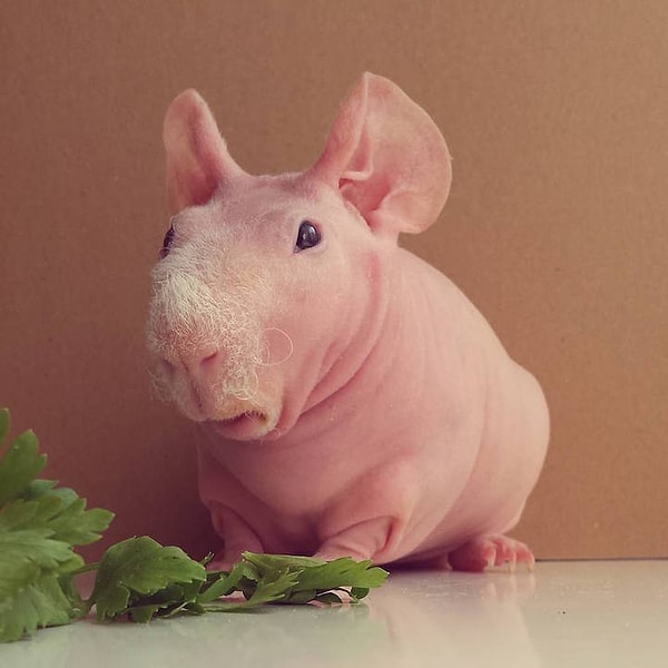 9. Ого, сегодня Людвик не намерен есть зелень