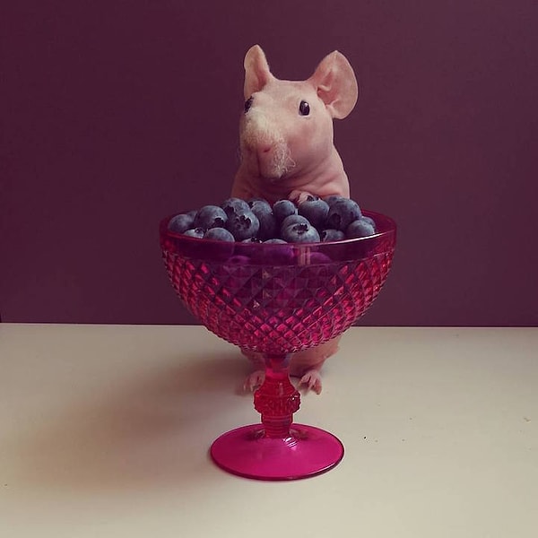 11. "Это, конечно, мило, но ваза с черникой загораживает мне обзор"