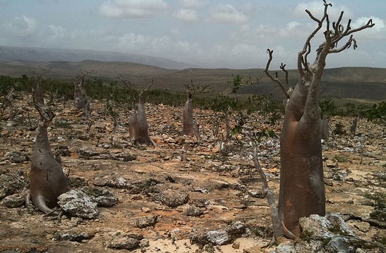 20 фотографий с самобытного острова Сокотра
