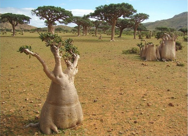 19. И даже такие причудливые растения вполне себе симпатичны.