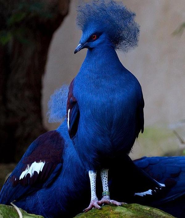 4. Taçlı Mavi Güvercin