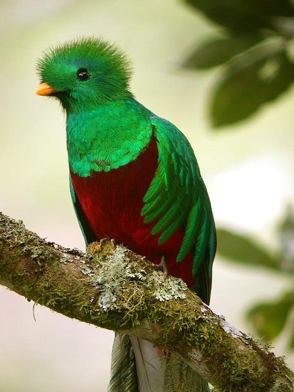 6. Quetzal