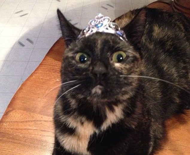 3. Cat tiara