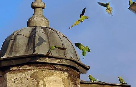 13 Maddeyle İstanbul'un Yeni Ev Sahipleri: Yeşil Tüylü Papağanlar