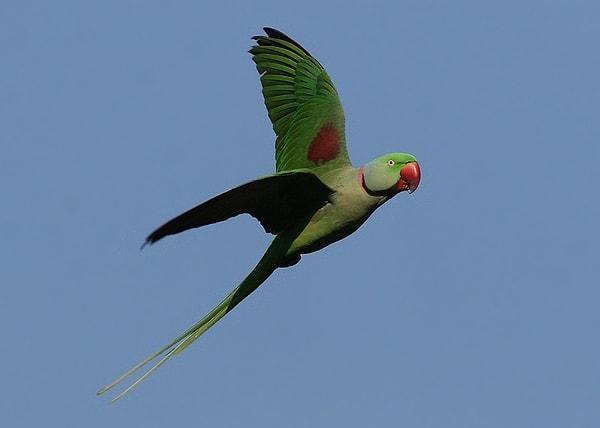 5. Türkiye iklimiyle uyumlu olan bu papağanlar; Pakistan, Afganistan ve Hindistan gibi Asya ülkelerinde de bulunuyor.