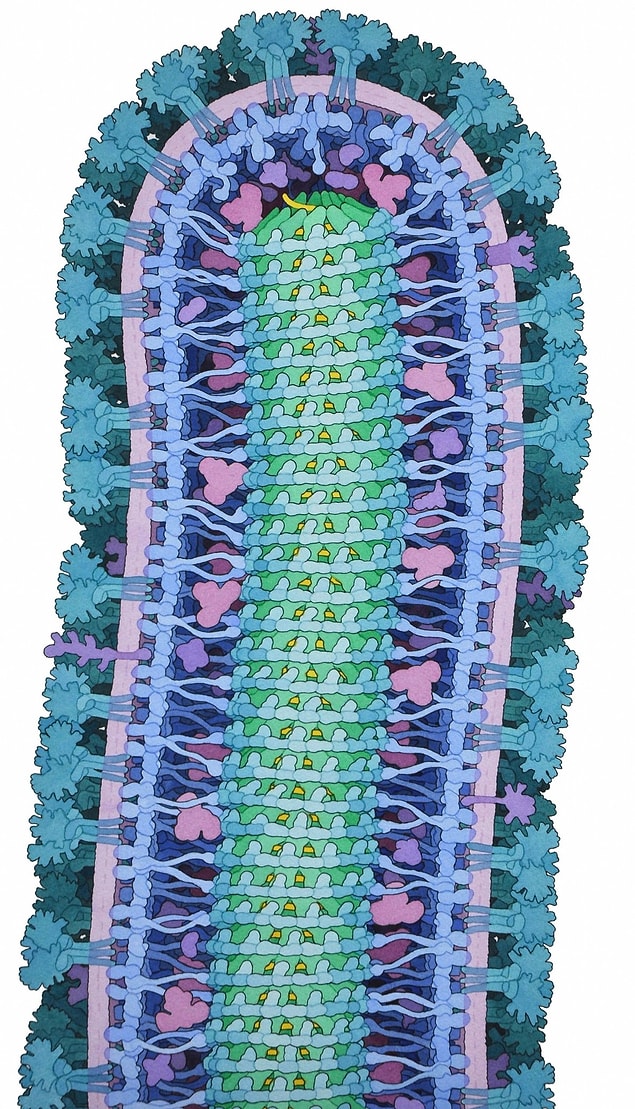 1. Yarışma Birincisi - Ebola Virüsü
