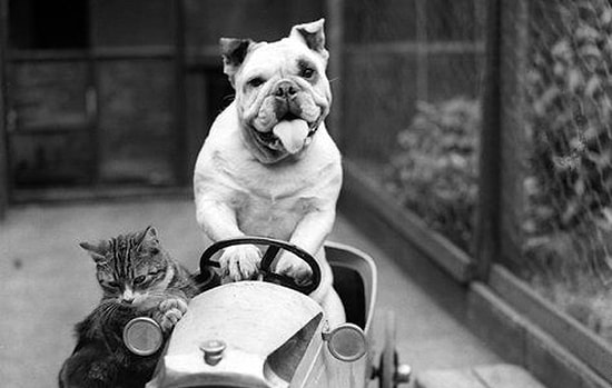 Kediler ve Köpekler Arasındaki Dostluğun Çok Eskilere Dayandığının Kanıtı 24 Şirin Fotoğraf