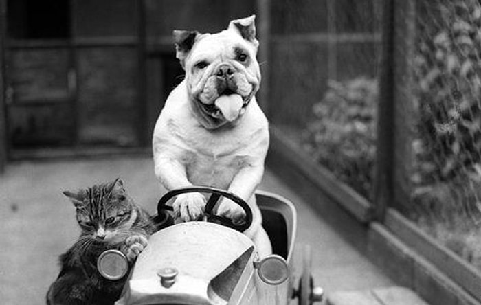 Kediler ve Köpekler Arasındaki Dostluğun Çok Eskilere Dayandığının Kanıtı 24 Şirin Fotoğraf