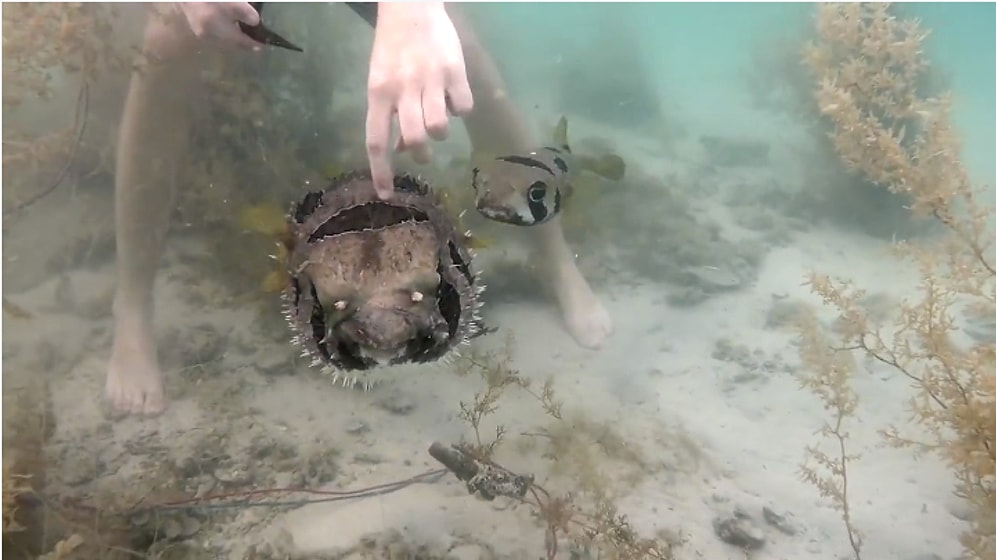 Ağa Takılan Arkadaşı Kurtarılıncaya Kadar Yanından Ayrılmayan Balık