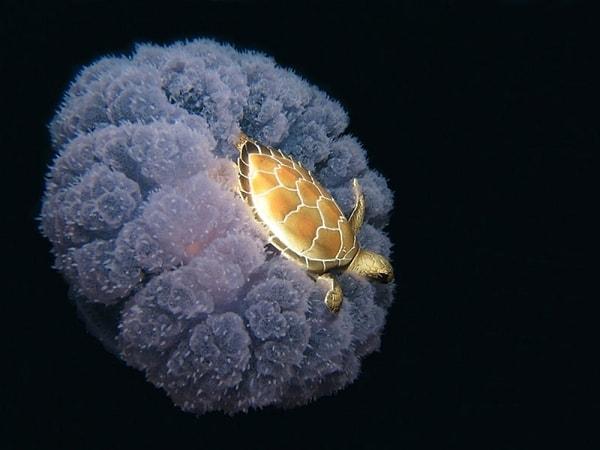 18. Denizanasının sırtına binmiş yolculuğu bedavaya getiren bir kaplumbağa. 😊🐢