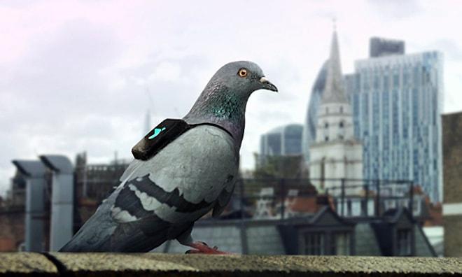 Londra'da Hava Durumunu Kuşlar Bildirecek