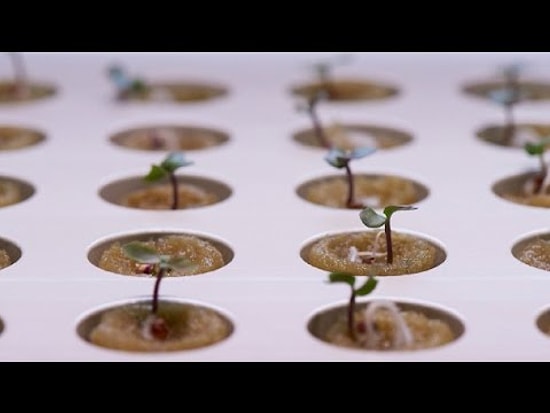 IKEA: посади сад прямо в доме