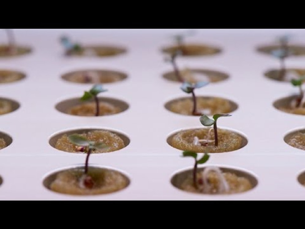 IKEA: посади сад прямо в доме