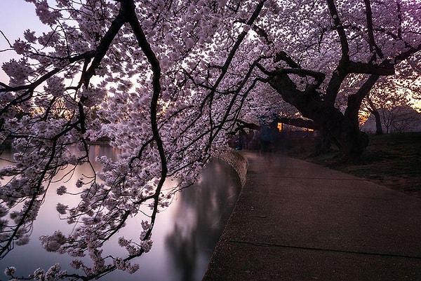 13. Туннель из деревьев сакуры