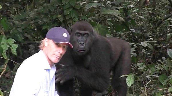 Hayvanat bahçesinde doğan Bimms ve Djalta adındaki iki goril de doğal ortamlarına kavuşturma kapsamında yıllar önce doğaya geri salındı.