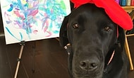 Ressam Köpek Dog Vinci ile Tanışın !!