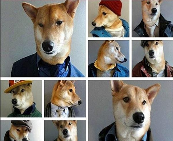 2. Shiba Inu cinsi bir köpek olan Bodhi, Instagram'da modellik yaparak yılda 180,000 dolar kazanıyor.