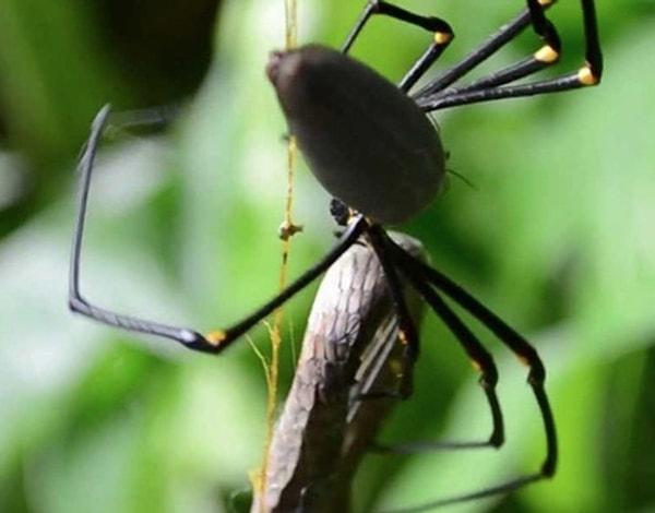 27. Avustralya'da yaşayan bazı örümcek türleri, yılanları yiyebilecek kadar büyük.
