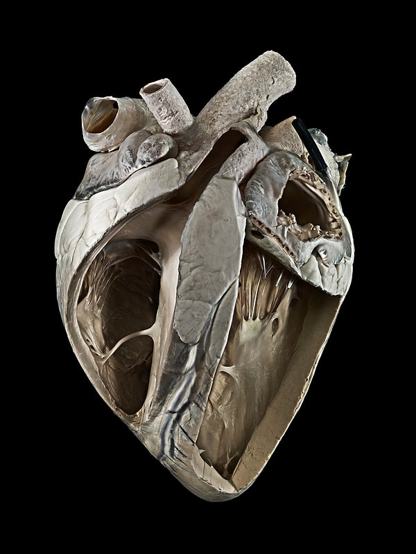 6. Коровье сердце