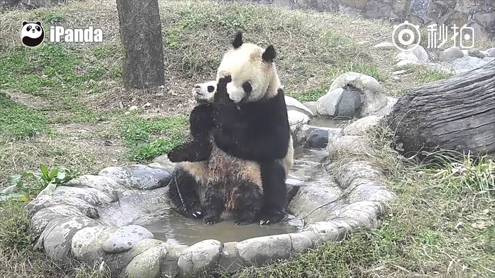 Детеныш панды напрочь не желает принимать ванну