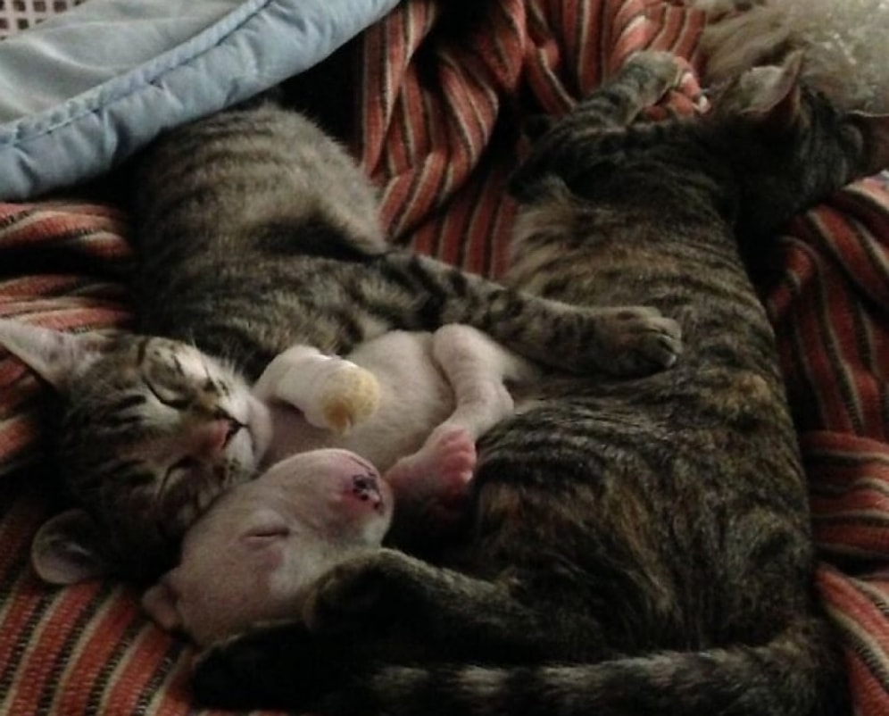 Щенок, лапу которого съела мать и братья, выжил благодаря кошкам!