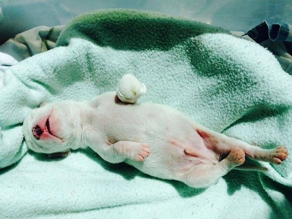 3. Увидев это, Алеовир сразу же забрала к себе домой Николаса, который к тому моменту потерял уже более половины своей левой лапки.