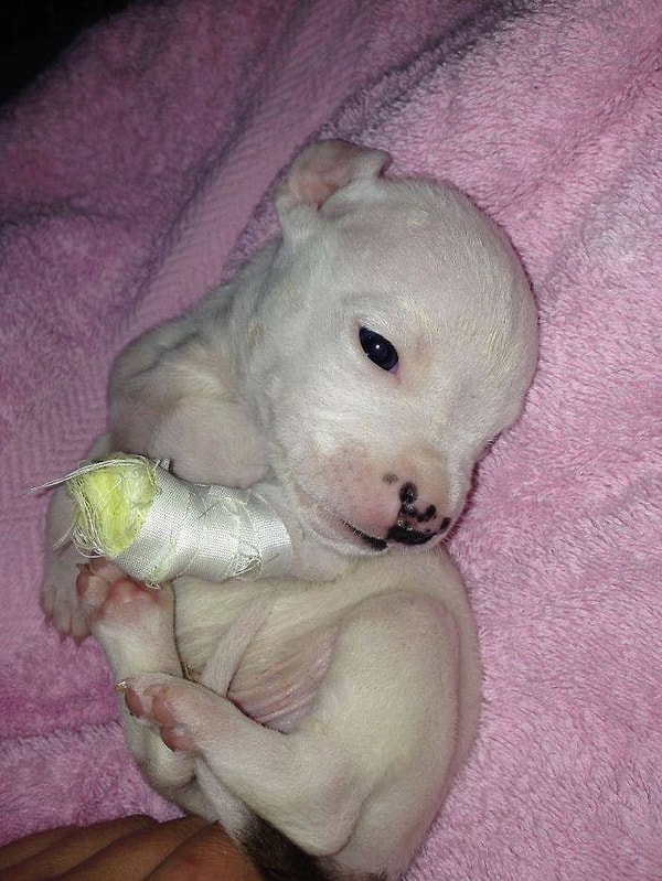 6. Однако, Алеовир не сдавалась и для того, чтобы сохранить жизнь малышу, ухаживала за ним круглосуточно.