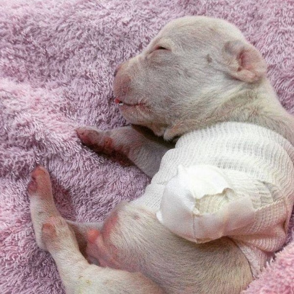 7. А помогали ей в этом две кошки и пять собак, живущие вместе с ней.