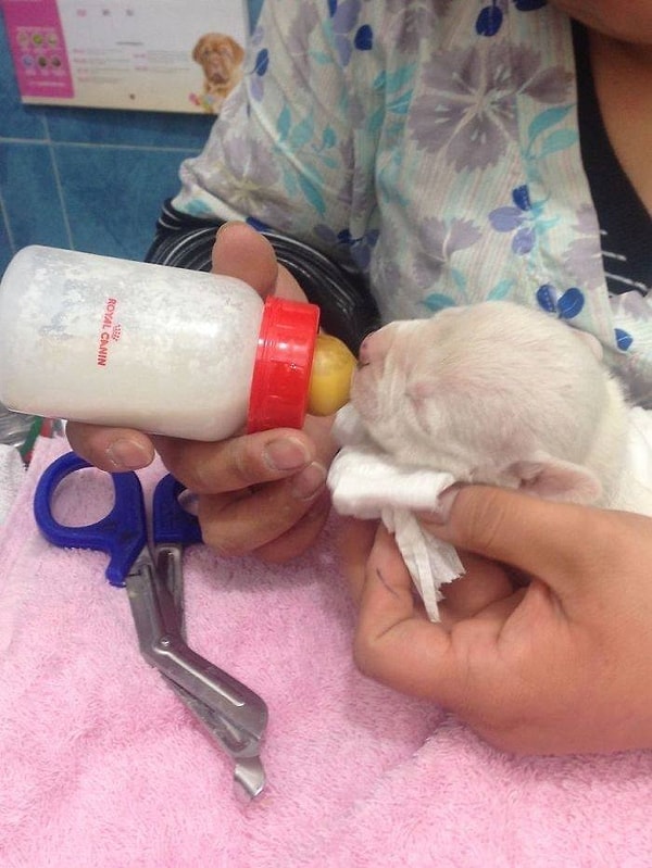 8. Николаса нудно было кормить каждые три часа, а также ежедневно менять повязку на пострадавшей лапке.