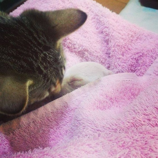 10. Вместе с лечением, а также благодаря поддержке кошек, которые буквально согревали неокрепшего Николаса своим теплом, здоровье щенка пошло на поправку!