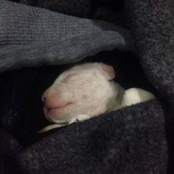 11. Когда малыш вырастет, Алеовир планирует заказать для него протез, тогда Николас сможет нормально передвигаться, как остальные собаки. 😊