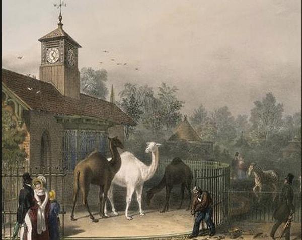 12. 18. yüzyılda Londra'daki hayvanat bahçesine, aslanlara yedirmek için bir kedi veya köpek getirdiğiniz takdirde ücretsiz girebiliyordunuz.