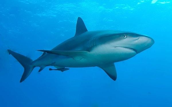 3. "Herhangi bir Avustralya plajında duyulan siren neredeyse her zaman bir köpekbalığı alarmıdır ve sudan olabildiğince çabuk çıkman gerektiğini söyler."