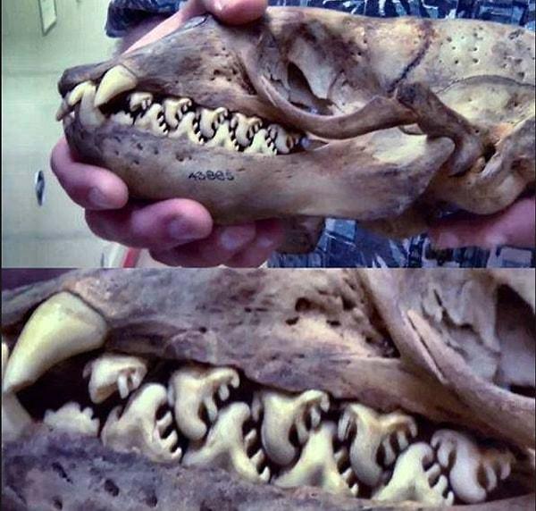 16. Bu dişler, bir yengeç yiyen foka ait.