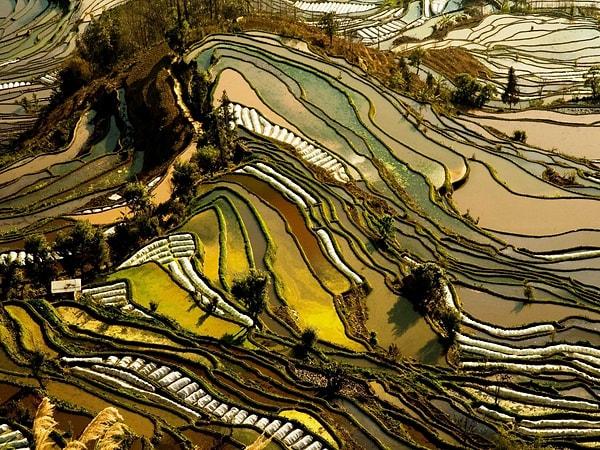 8. Yunnan Pirinç Tarlaları - Çin