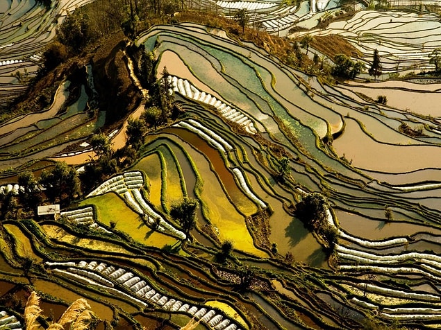 8. Çin'deki Yunnan yönetim bölgesinde bulunan pirinç taraçaları ve farklı bitkilerin ekildiği tarlalar, manzaraya renk katıyor.