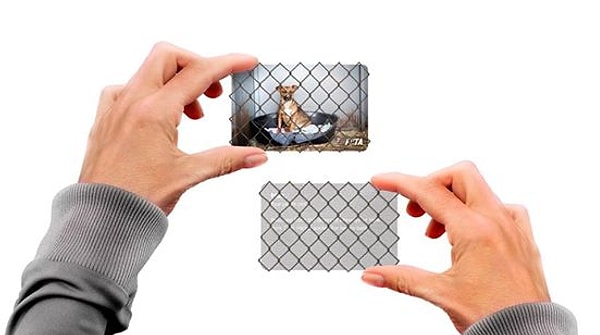 12. Интерактивные визитные карточки демонстрируют влияние организаций по защите прав животных.