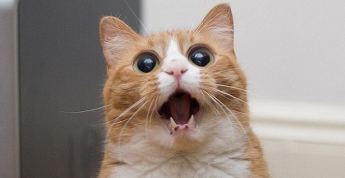 Kedimiz Şakir'e Deli Gibi Aşık Olmamızın 21 Sebebi "Kedi Ulaaaaaan!"