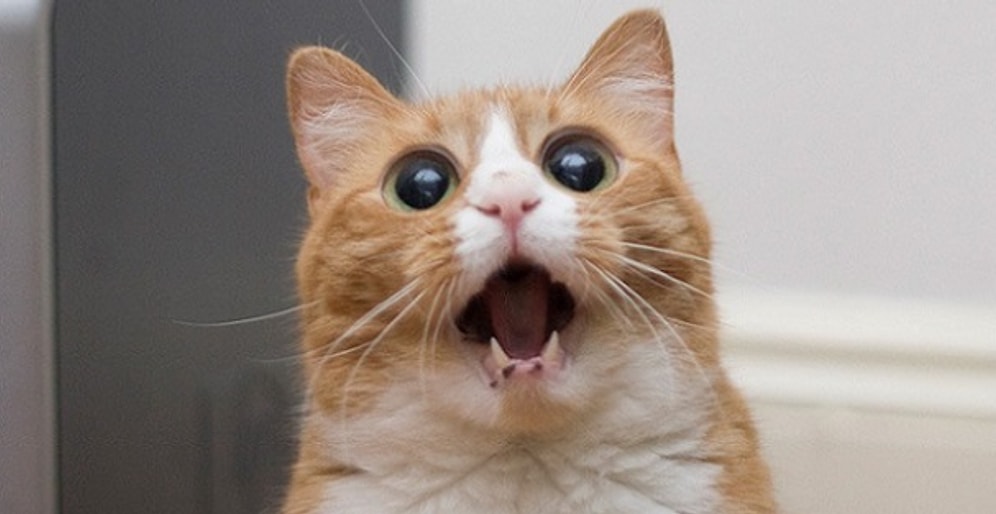 Kedimiz Şakir'e Deli Gibi Aşık Olmamızın 21 Sebebi "Kedi Ulaaaaaan!"