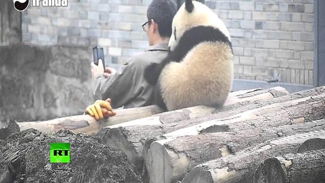 Selfie Çektirirken Türlü Türlü Pozlar Vermeye Çalışan Panda