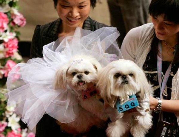 10. 2007 yılında Hong Kong'da Sevgililer Günü için yapılan etkinlikle dünya evine giren iki şirin köpek.