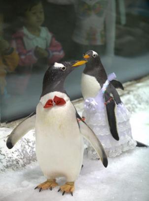 11. 2010 yılında Çin'de yapılan toplu penguen düğününden bir kare.
