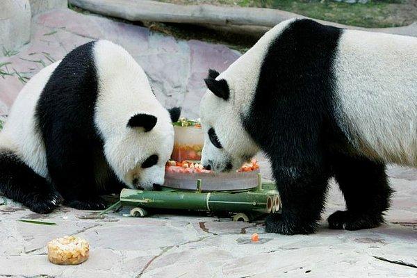 14. Lin Hui ve Chuang Chuang evlilik pastalarını yiyorlar.