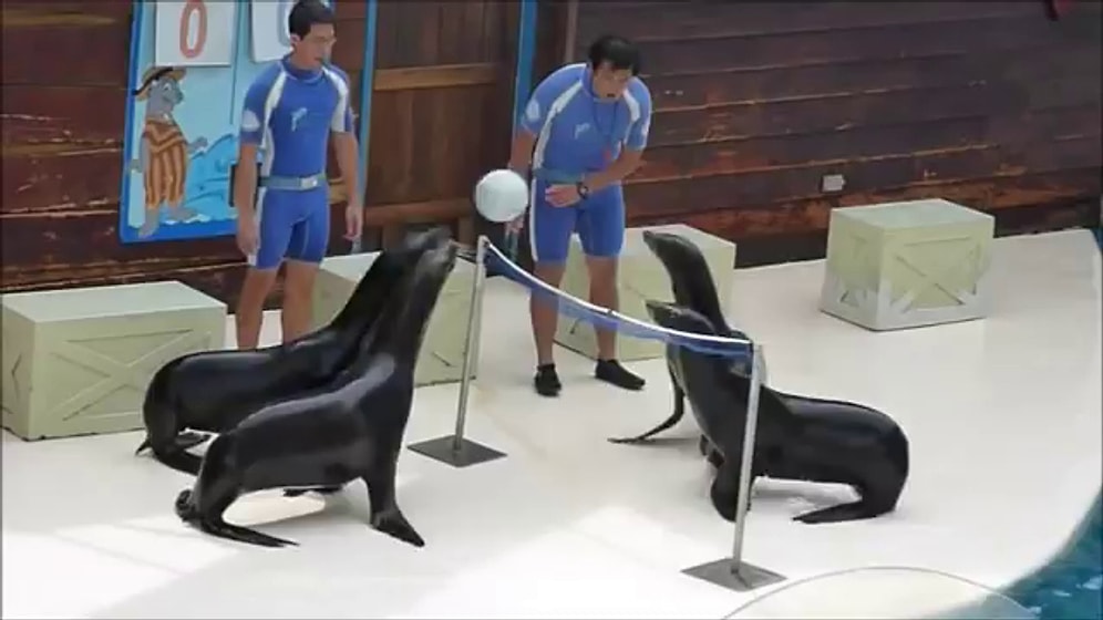 Sizden Çok Çok Daha İyi Voleybol Oynayan Deniz Aslanları