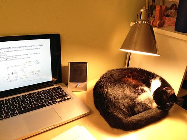 11. Kedinizi sıcak klavyeden uzak tutmanın yolu: Sıcak masa lambası